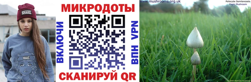 Галлюциногенные грибы Psilocybine cubensis  Грязовец 